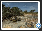 TORTUE D HERMANN 011