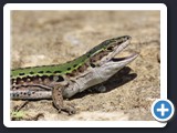 LEZARD SICILIEN CAMPESTRIS 007