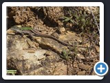 LEZARD SICILIEN CAMPESTRIS 012