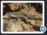 LEZARD SICILIEN CAMPESTRIS 013