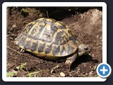 TORTUE D HERMANN femelle 012