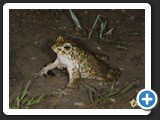 CRAPAUD VERT 006