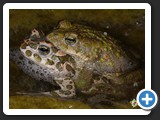 CRAPAUD VERT ACCOUPLEMENT 012