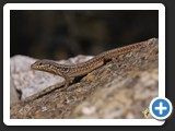 LEZARD DES MURAILLES 006