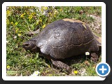 TORTUE BORDEE 004