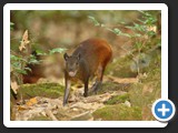 AGOUTI 001