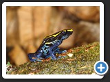 DENDROBATES TINCTORIUS 001