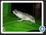RHINELLA CASTANEOTICA 001