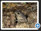 RHINELLA MERIANAE 001