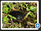 RHINOCLEMMYS PUNCTULARIA 002