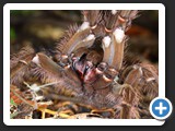 THERAPHOSA BLONDI 001