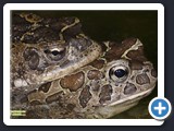 CRAPAUD DE MAURETANIE ACCOUPLEMENT 003