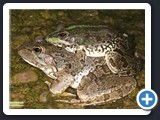 GRENOUILLE VERTE D AFRIQUE DU NORD ACCOUPLEMENT 001