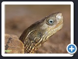 TORTUE AUX YEUX BLEUS PORTRAIT 008