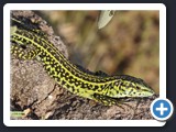 LEZARD TYRRHENIEN 04
