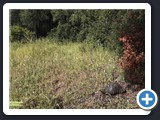 TORTUE BORDEE 05